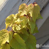 Parthenocissus Tricuspidata Fenway Park Boston Ivy