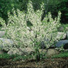 Prunus Maritima Beach Plum