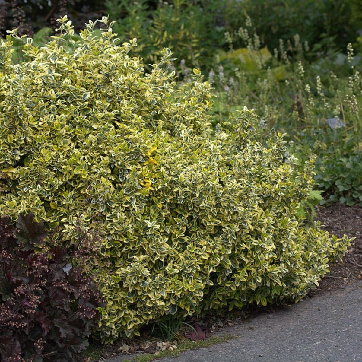 Euonymus Fortunei var. Radicans Wintercreeper | SiteOne US
