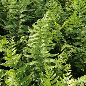 Dryopteris Australis Dixie Wood Fern