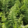 Dryopteris Australis Dixie Wood Fern