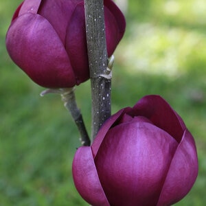 Magnolia X Soulangeana Black Tulip Saucer Magnolia