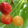 Prunus Avium Rainier Cherry
