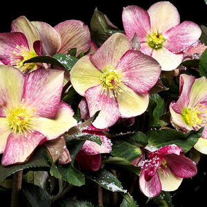 Helleborus X Glandorfensis HGC Ice N Roses Picotee Lenten Rose