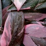 Philodendron erubescens Pink Princess Philodendron