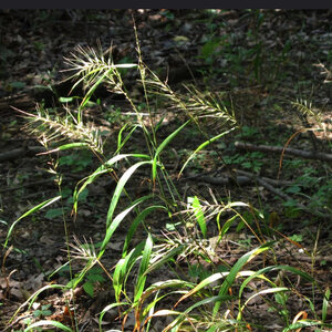 Elymus Hystrix Bottlebrush Grass