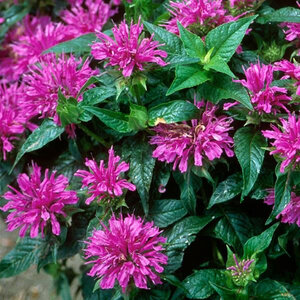 Monarda didyma Grand Parade Bee Balm 1 gal. Container