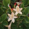Rhododendron X Westons Lemon Drop Azalea