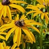 Rudbeckia Fulgida var. Deamii Black-Eyed Susan