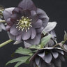 Helleborus X Winter Jewels Slate Double Lenten Rose