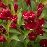 Weigela X Date Night Maroon Swoon Weigela