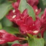 Weigela X Date Night Maroon Swoon Weigela