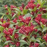 Weigela X Date Night Maroon Swoon Weigela