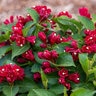Weigela X Date Night Maroon Swoon Weigela