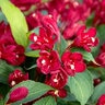 Weigela X Date Night Maroon Swoon Weigela