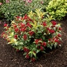 Weigela X Date Night Maroon Swoon Weigela