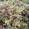 Thymus Praecox Purple Carpet Creeping Thyme