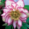 Helleborus X Winter Jewels Rose Quartz Lenten Rose