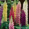Lupinus Polyphyllus Gallery Mixture Lupine