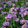 Verbena Bonariensis Lollipop Vervain
