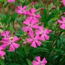 Silene Caroliniana var. Wherryi Short and Sweet Wild Pink