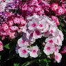 Phlox Paniculata Volcano Medley Phlox