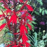 Lobelia Cardinalis Black Truffle Cardinal Flower