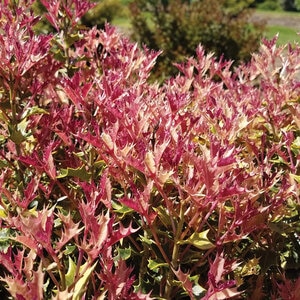 Osmanthus Heterophyllus Party Lights False Holly