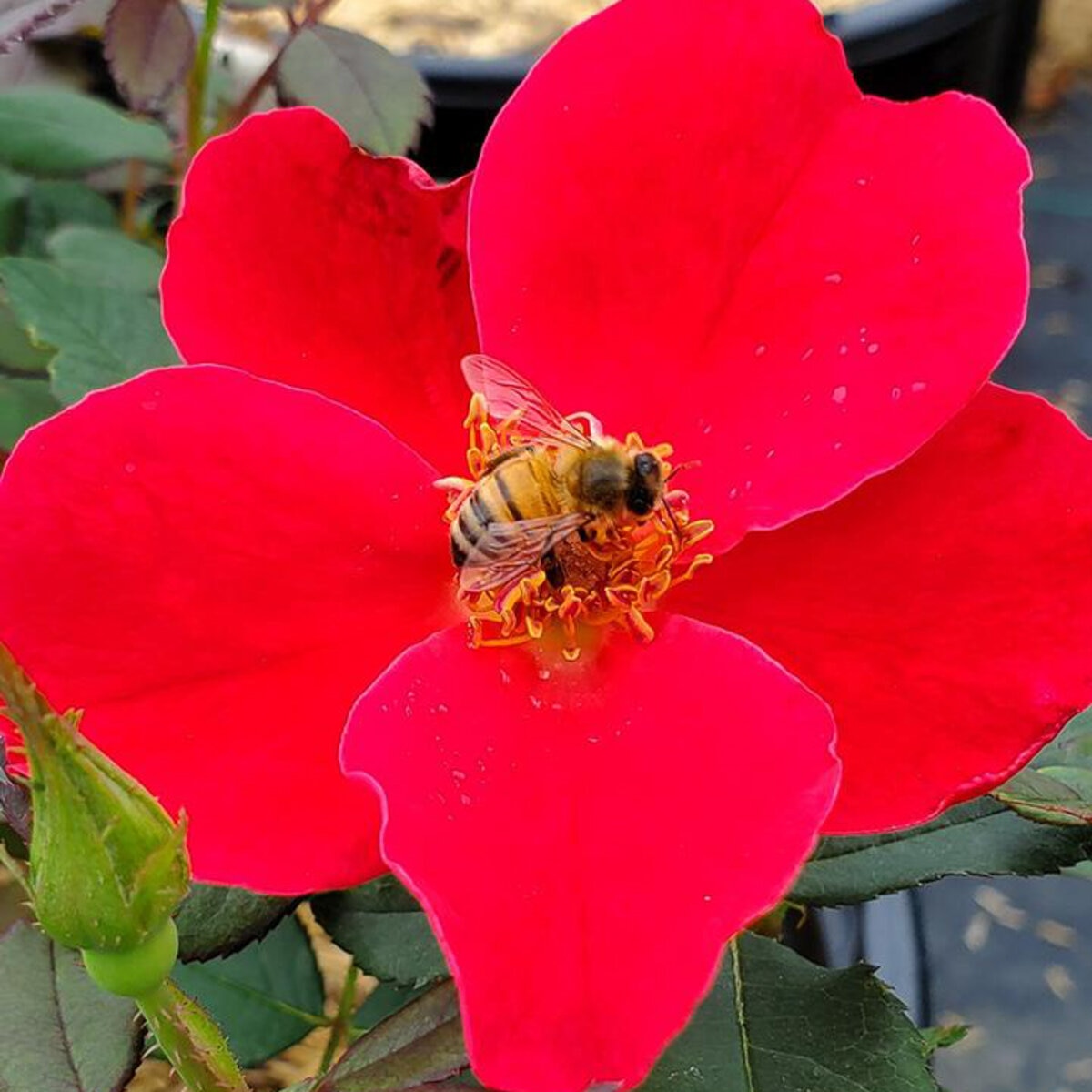 Rosa x Miracle on the Hudson Rose | SiteOne US