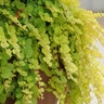 Lysimachia Nummularia Goldie Creeping Jenny