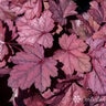 Heuchera X Grape Soda Coral Bells