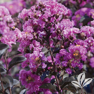 Lagerstroemia Indica Black Diamond Purely Purple Crape Myrtle