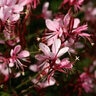 Gaura Lindheimeri Belleza Compact Light Pink Gaura