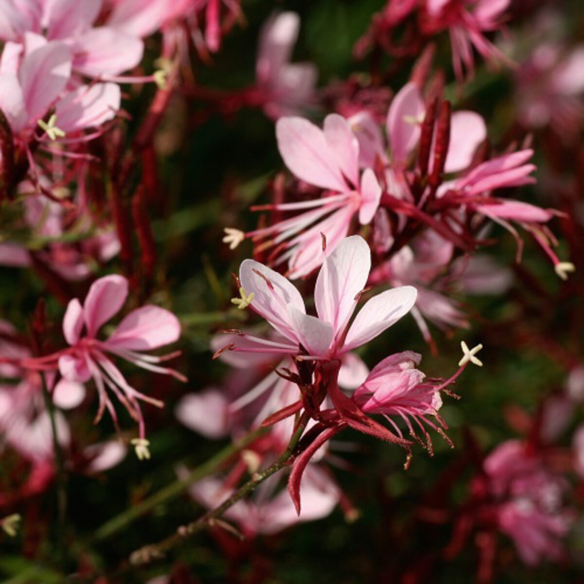 Oenothera (Gaura) lindheimeri Belleza Compact Light Pink Gaura | SiteOne US