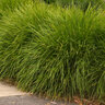Lomandra X Lomlon Lime Tuff Mat Rush