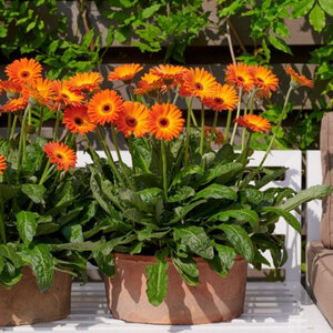 Gerbera Jamesonii Garvinea Sweet Series African Daisy