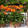 Gerbera Jamesonii Garvinea Sweet Series African Daisy