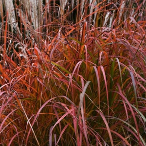 Miscanthus sinensis Fire Dragon Maidengrass