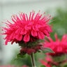 Monarda X Bee-You Bee-Happy Bee Balm