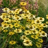 Echinacea X Eye-Catcher Canary Feathers Coneflower