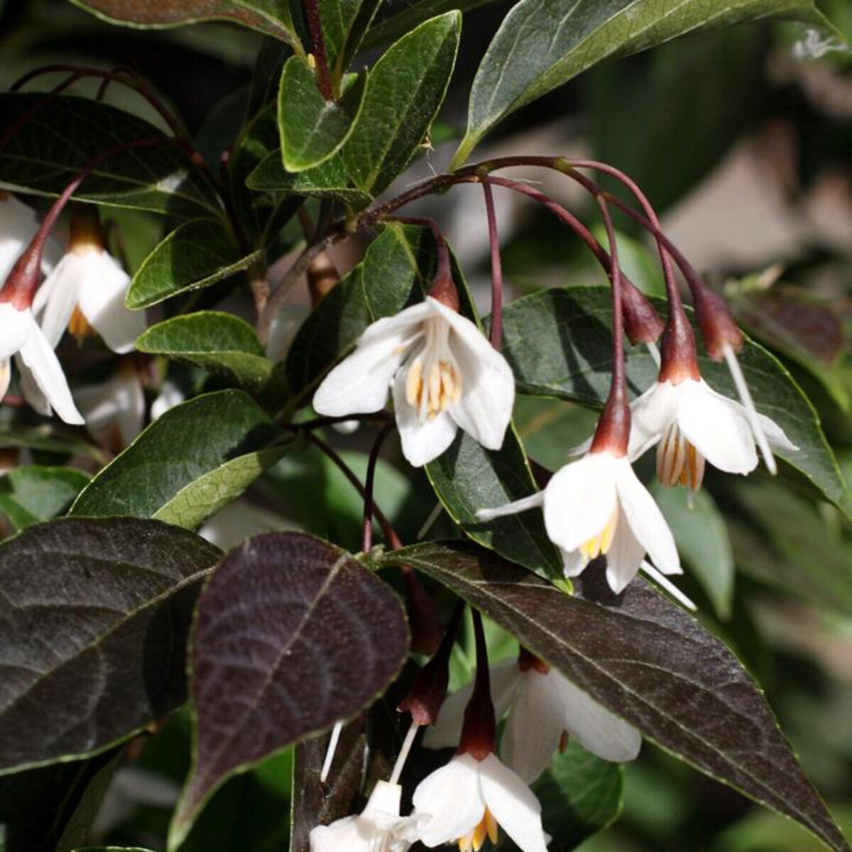 Styrax Japonicus Evening Light Japanese Snowbell | SiteOne US