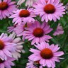 Echinacea Purpurea Magnus Superior Coneflower