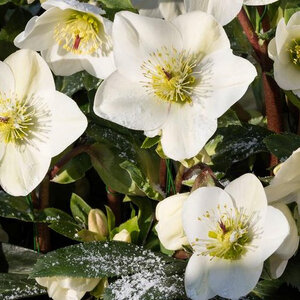 Helleborus X Glandorfensis HGC Ice N' Roses White Lenten Rose