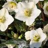 Helleborus X Glandorfensis HGC Ice N' Roses White Lenten Rose