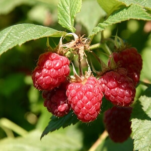 Rubus Idaeus Meeker Red Raspberry