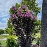 Lagerstroemia X Thunderstruck Lavender Skies Crape Myrtle