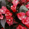 Weigela X Date Night Electric Love Weigela