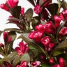 Weigela X Date Night Electric Love Weigela