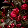 Weigela X Date Night Electric Love Weigela