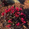 Weigela X Date Night Electric Love Weigela